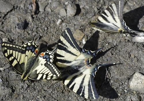 Iphiclides podalirius